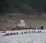 The cormorant fishermen catch the fish by letting their pet birds do all the work.