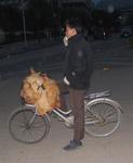 Those are over a dozen live-chickens strapped to that guy's bike!