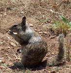 There's a squirrel. *Photo by Dad.