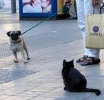 There's a stand-off in the street.