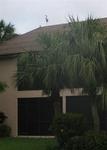 A bird climbs to the roof a few hours before Hurricane Wilma hits.  Something big is coming.