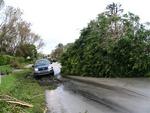 Foliage road-block.