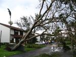 Big trees are no match for Wilma's big winds.