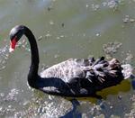 Australia's black swan redefines sleek.