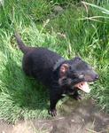 A Tasmanian Devil.