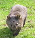A wombat approaches.