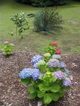 A peacock in full bloom.  