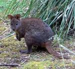 A kangaroo rat.