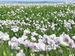 Fields of tulips in Stanely, Tasmania.  