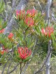 Funky spikey red flowers in bloom.