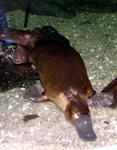 The platypus.  Weird animal, weird name.