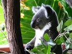 The koala bear is just as soft and huggable as he looks.