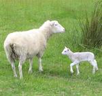 A little lamb in Oz.