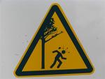 When you are walking around the rainforest in Fraser Island, you have to be careful of falling objects!