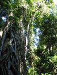 Under the canopy of the rainforest, the trees block out the sun.