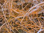 Fuzzy orange twigs.  (The orange is antimony.)