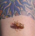The creepy bug examine's Colin's tattoo.