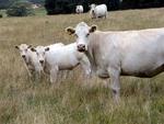 The white cows all hang out together.