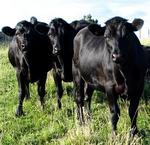 Bad-ass black cows.