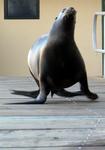 Is that a sea lion running down the dock at me?