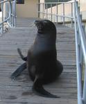 "Hello Cherie!" waves Monaco, the sea lion.