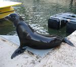 Monaco splashes aboard the dock.