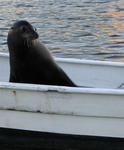 Monaco goes for a boat ride.