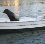 Haven't you ever seen a sea lion in a dinghy before?