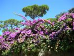 Flowers basking in the sun.