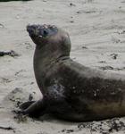 This molting seal looks like it is wearing a mask.