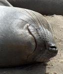 An elephant seal smile. *Photo by Joanne Sogsti.