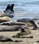 Elephant seals like to play.