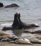 Seals necking.  This must be make-out point!