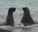 Elephant seals love the water and can dive to depths of over 5187-ft (making the elephant seal the world’s deepest diving vertebrate.)