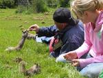 Teaching squirrels to do tricks.