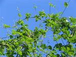 Those hop vines just make you want to drink a beer.