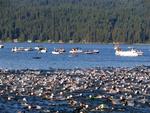 Swimmers complete 2 laps around the lake for a total of 2.4 miles.