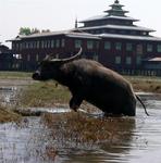 Watch out for the leaping water-buffalo. *Photo by Jean Leitner.