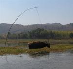 Excuse me, is that a water buffalo on a leash?