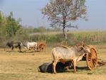 Ox-carts waiting at the Kyauk Taing Market.