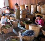 Sorting the tabacco leaves at the local cheroot factory.