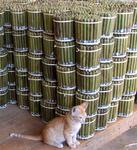 Kitten by the stock of cheroot.