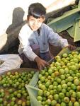 The lime-seller.