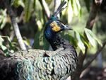 Wild peacocks.