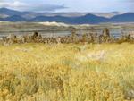 Mono Lake.