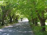 A canopy of shade.