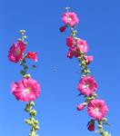 Pink flowers freckle the town of Akaroa.