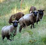 The sheep are curious.  What are those silly girls doing up here?