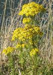 Brilliant yellow wildflowers bask in the sun.