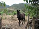 The Raicilla Taberna is just past San Sebastian del Oeste.  Make a left at the horse.
